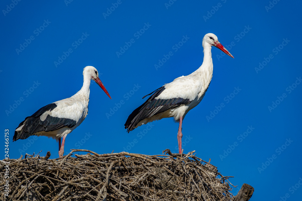 Storks on top of nest against blue sky Storks on top of nest against blue sky