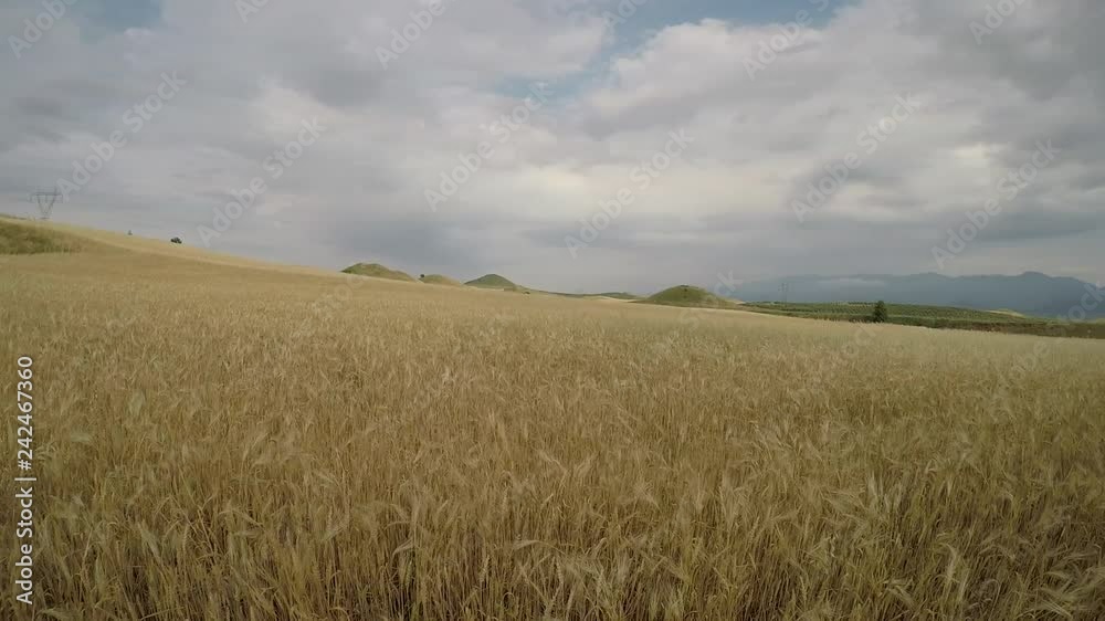 Wheat fields inside historical Bintepeler Tomb, man-made hills, Sardes Manisa Wheat fields inside historical Bintepeler Tomb, man-made hills, Sardes Manisa