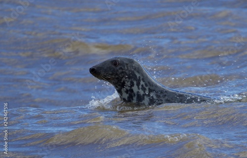 Swimming Seal © Oskari