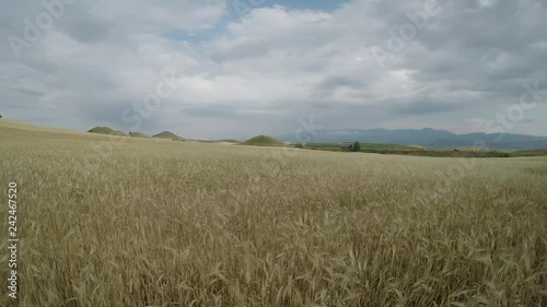 Wheat fields inside historical Bintepeler Tomb, man-made hills, Sardes Manisa photo