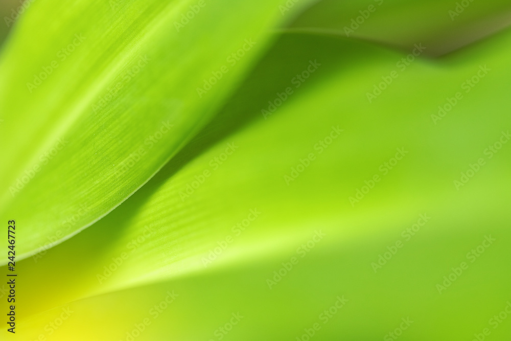 Closeup of nature leaves green blur. In the spring Under the morning light. Use as background and wallpapers. Closeup of nature leaves green blur. In the spring Under the morning light. Use as background and wallpapers.