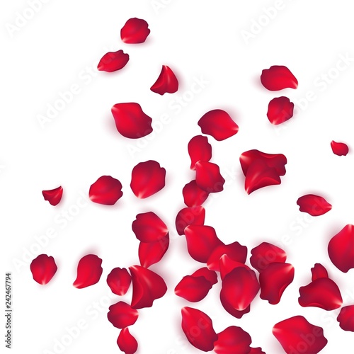 Falling red rose petals isolated on white background. Vector illustration
