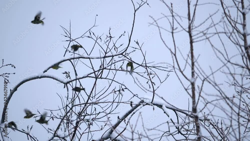 Vogelschwarm im Winter