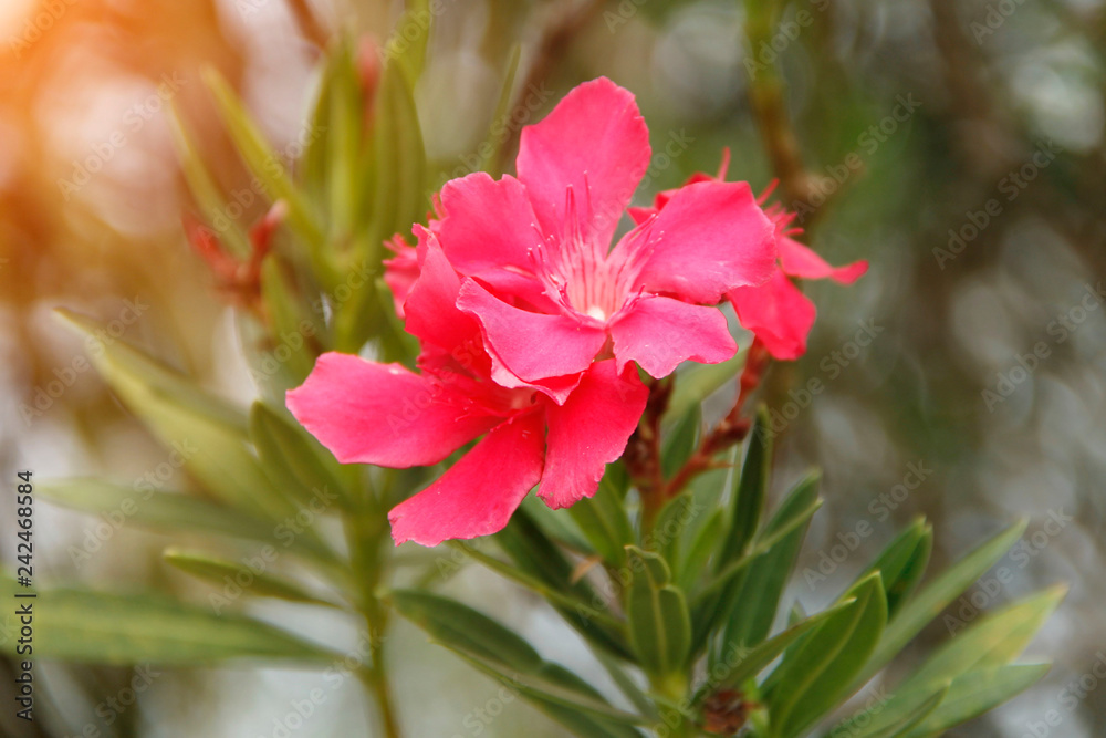 Obraz premium Pink oleander on a green background