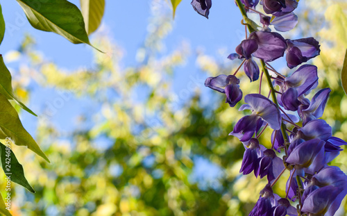 Blooming chinese wisteria close up at spring. photo