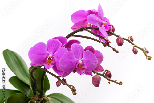 Wallpaper Mural blooming branch of pink orchids on a white background with stems and buds