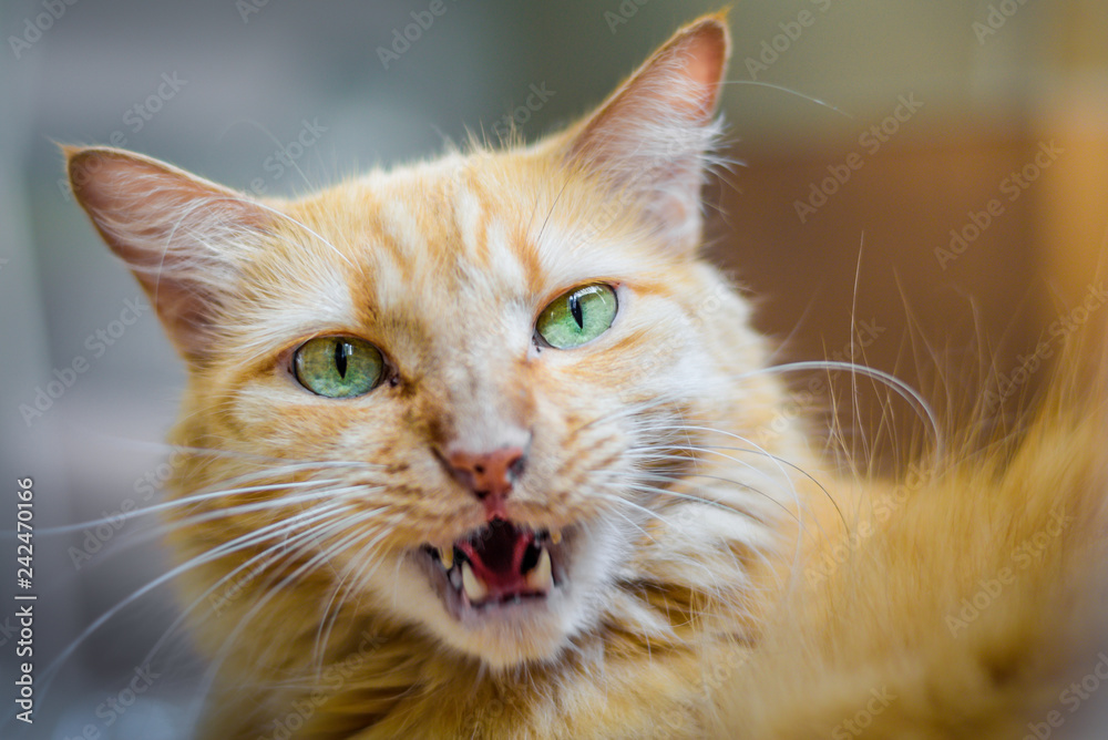 Yellow cat meowing