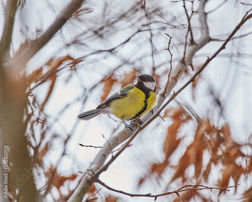 The great tit (Parus major) is a passerine bird in the tit family Paridae.