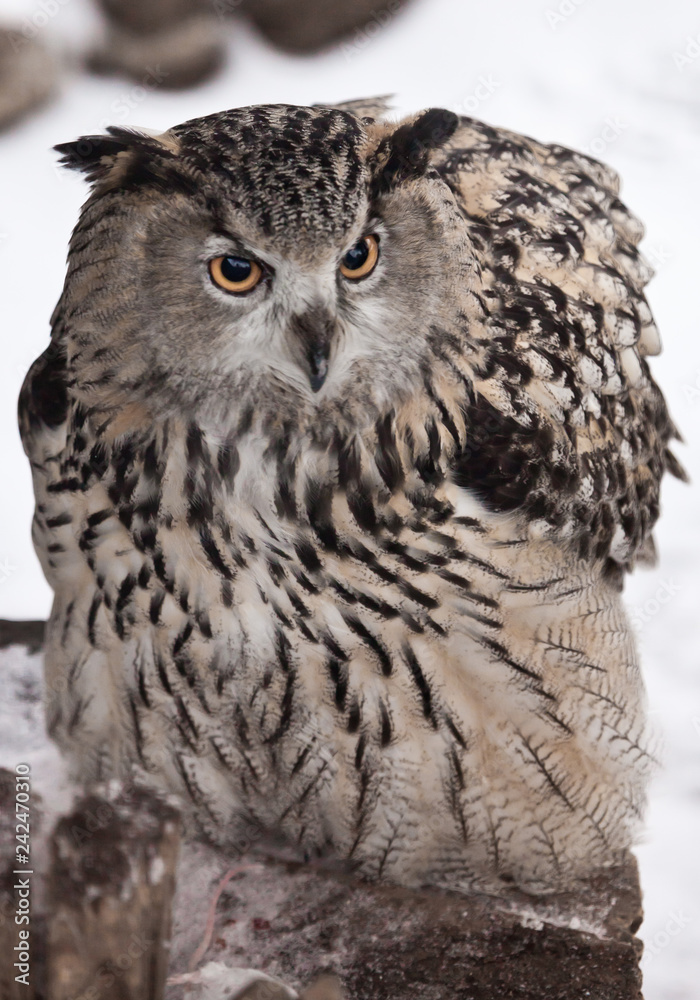 the big owl - an eagle owl sits and looks menacingly against the big owl - an eagle owl sits and looks menacingly against