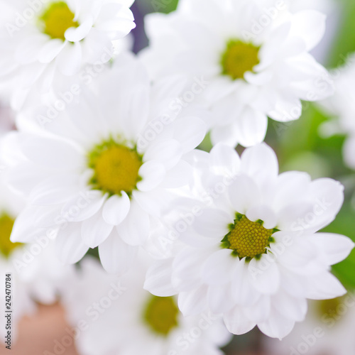 close up of white flowers © Ramona Heim