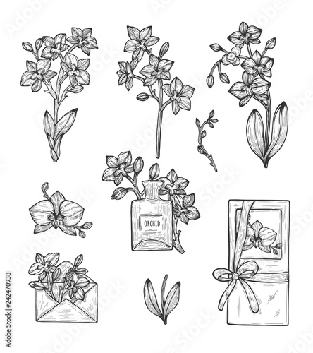 Orchid. The composition Drawing by hand. Vector illustration. sketch