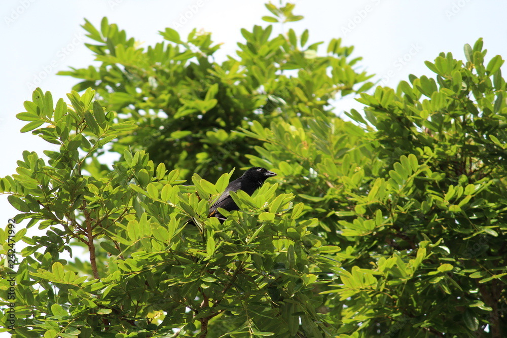 Lone black bird on green foliage Lone black bird on green foliage
