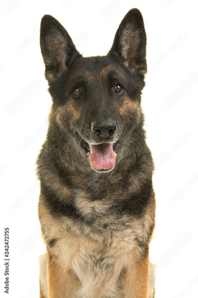 German shepherd dog looking straight at the camera with mouth open isolated on a white background