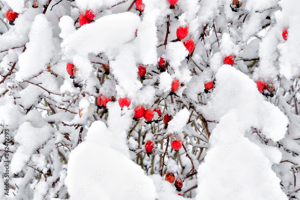Bright red berry in the snow. Scarlet wild rose on a bush with snow. Bright red berry in the snow. Scarlet wild rose on a bush with snow.