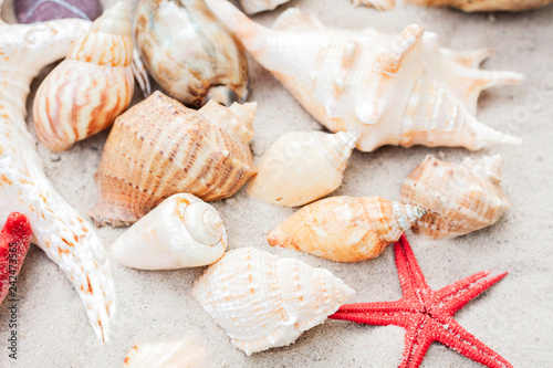 Seashells and red seastars on the sand  summer beach background with copy space for text.