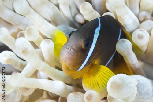 Red Sea Anemonefish (Amphiprion bicinctus) hiding in White albinism Bubble anemone (Entacmaea quadricolor), Red Sea, Dahab, Egypt, Africa photo