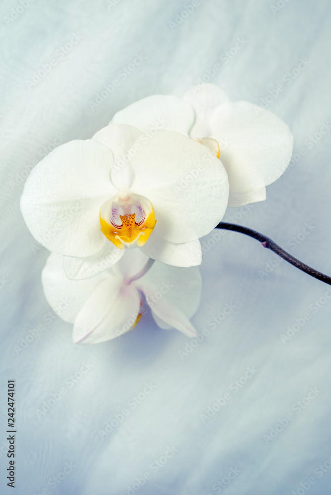 The branch of White orchids on white fabric background The branch of White orchids on white fabric background