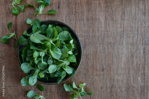 Corn salad plant, lamb's lettuce (Valerianella locusta), valeriana salad on wooden rustic background. photo