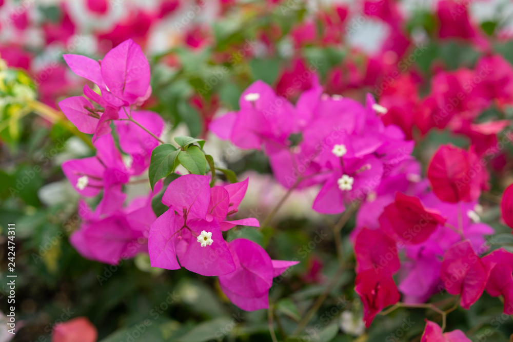 multicolored bougainvillea In the garden multicolored bougainvillea In the garden