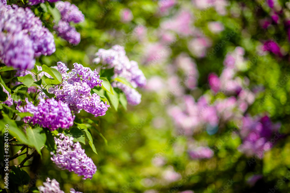 Pink lilac blooms in the Botanical garden Pink lilac blooms in the Botanical garden