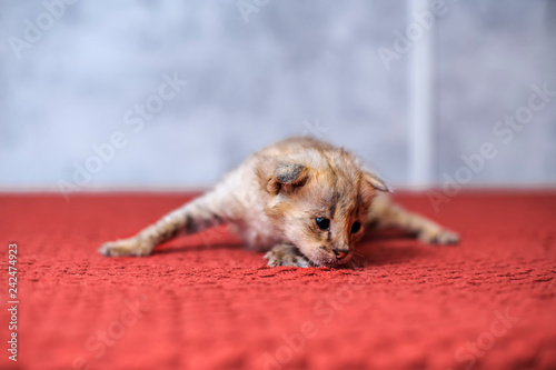 Savannah kitten F1(Hybrid of the Serval and a Savannah F2)