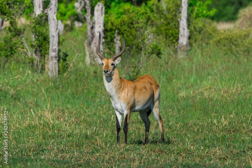 Red Lechwe (Kobus leche leche), looks attentively, Moremi Wildlife Reserve, Chobe District, Botswana, Africa