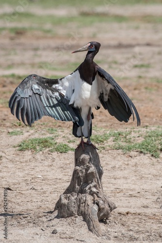 Abdim's stork (Ciconia abdimii) cools itself at midday heat, extended wings, Savuti, Chobe National Park, Chobe District, Botswana, Africa photo