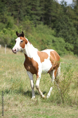 Fototapeta Naklejka Na Ścianę i Meble -  Beautiful horse running on pasturage