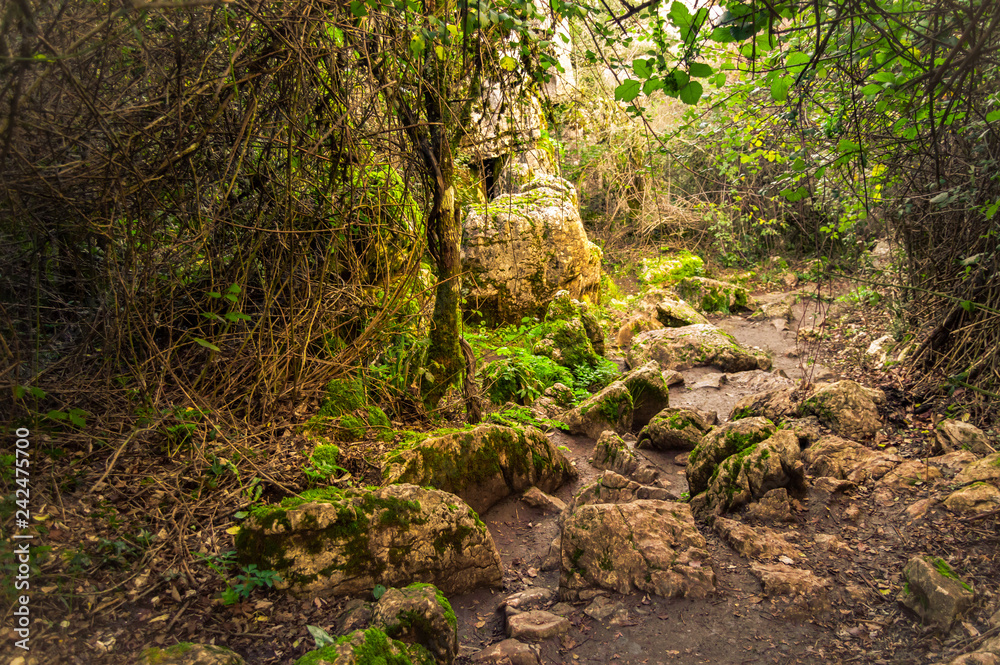 Beautiful rocky path in a wood plenty of wild vegetation. Magic lights in a remote and lonely forest of Spain. Beautiful rocky path in a wood plenty of wild vegetation. Magic lights in a remote and lonely forest of Spain.
