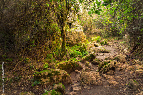 Beautiful rocky path in a wood plenty of wild vegetation. Magic lights in a remote and lonely forest of Spain.