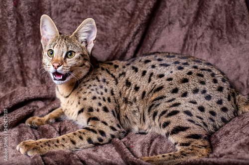 Savannah F1 (Hybrid of the Serval and a Savannah F2)