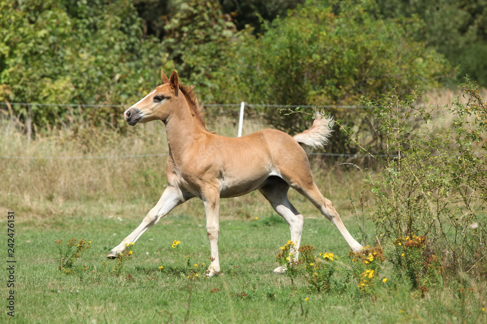 Running foal on pasturage