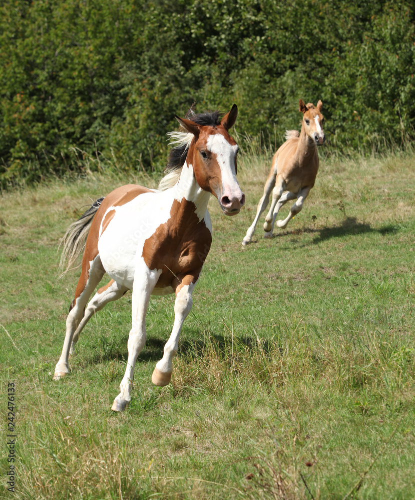 Beautiful horse running on pasturage