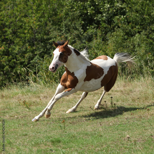 Beautiful horse running on pasturage