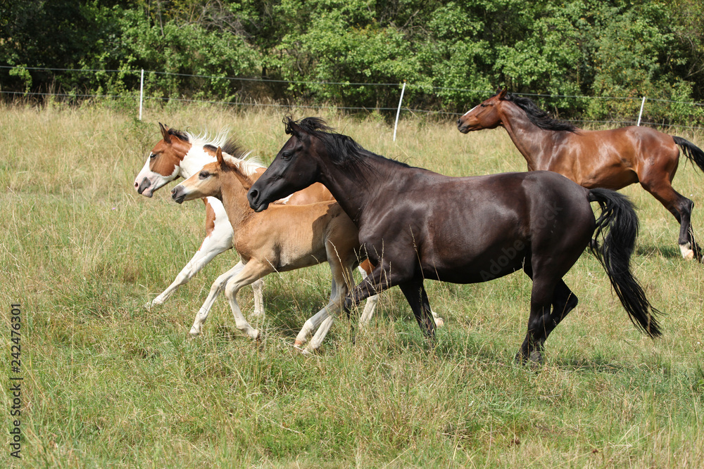Fototapeta premium Batch of horses running on pasturage