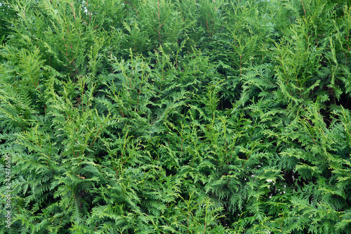Green natural background of Thuja occidentalis