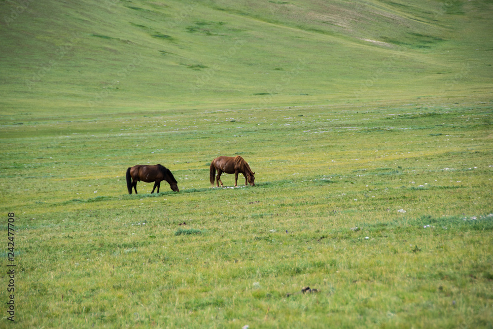 Cavalli nella prateria della Mongolia