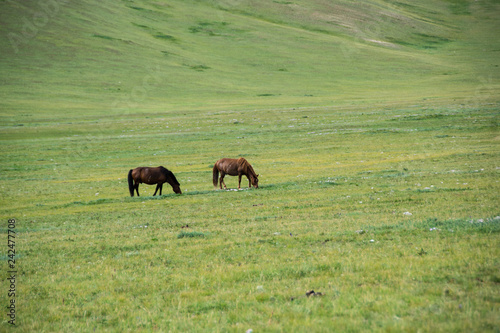 Cavalli nella prateria della Mongolia © Laura