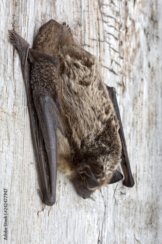 Parti-coloured bat (Vespertilio murinus), Schwaz, Tyrol, Austria, Europe photo