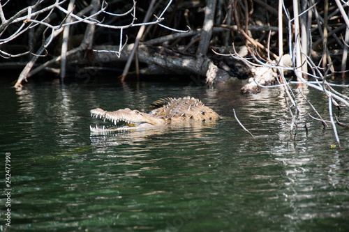Coccodrillo nel Black River, Giamaica