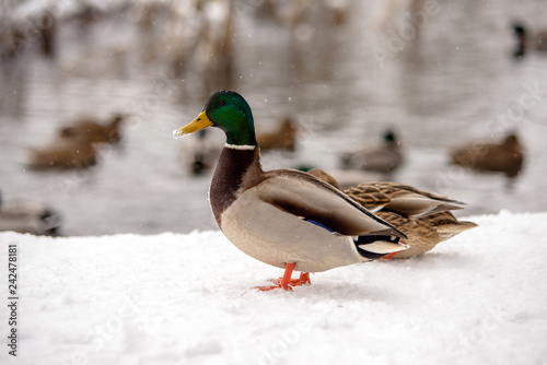 Wild duck stands in the snow on the river Bank