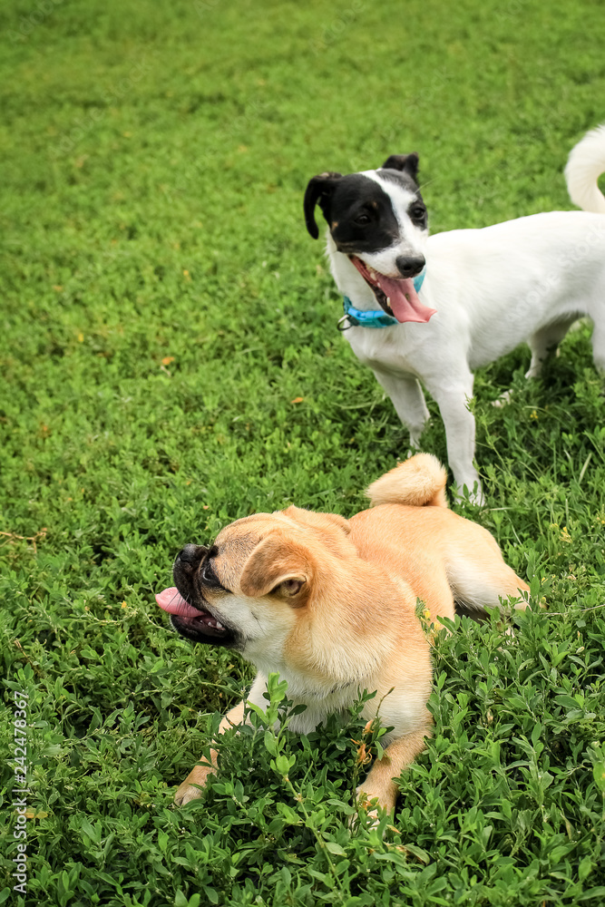 Obraz premium Small dogs, black and white color Jack Russell Terrier and red Petit Brabancon together play on a green meadow in the grass