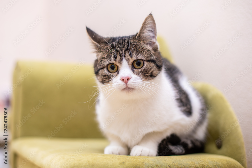 Funny cat sitting on a green sofa