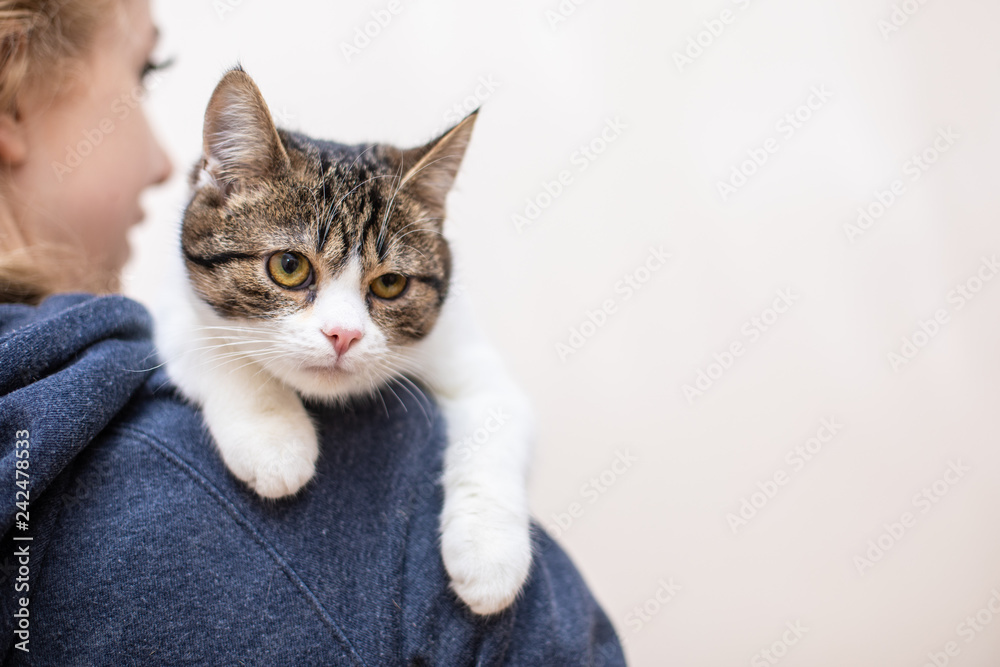 Fototapeta premium Beautiful white cat sits on the shoulders