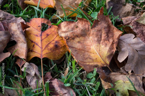 Fallen leaves on the grass in the Autumn
