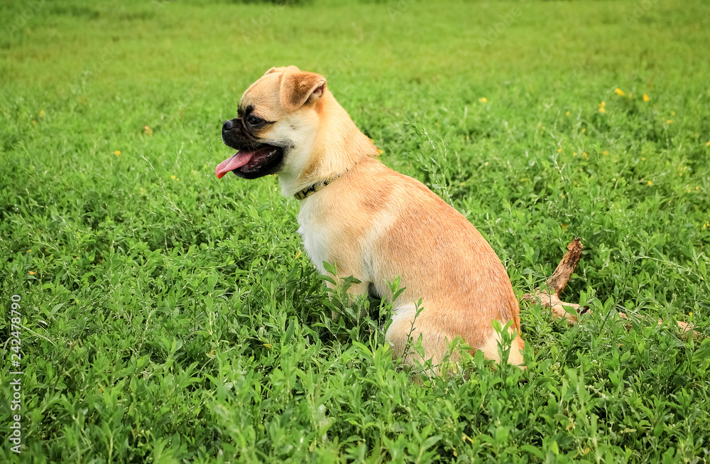 Obraz premium Little dog of red color, Proty Petit Brabancon looks to the side