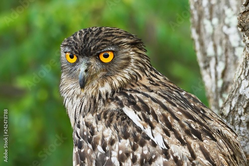 Brown Fish Owl (Bubo zeylonensis), animal portrait, Wilpattu National Park, Sri Lanka, Asia photo