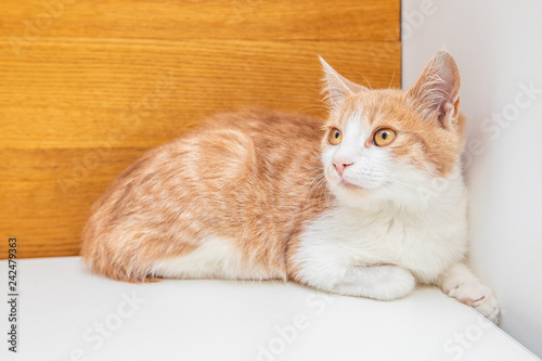 Little funny red kitten isolated on white background
