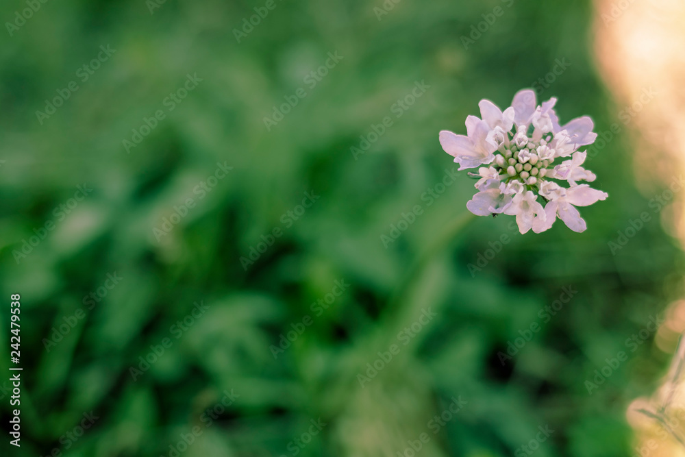Pink flower in bloom close up still on a green blurry background Pink flower in bloom close up still on a green blurry background