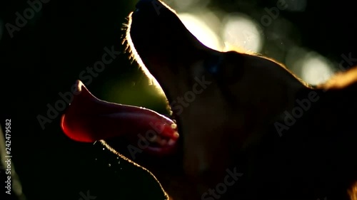 Summer, a dog playing frisbee on the lawn